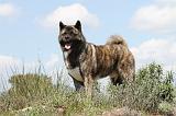 AKITA AMERICAIN 136